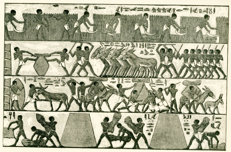 The caption for this image reads: The Cutting and Carrying of the Harvest.  Drawn by Faucher-Gudin, from a photograph by Dumichen, Resultate, vol. i, pl x. The book was written by Gaston Maspero, a French Egyptologist and director general of excavations and antiquities for the Egyptian government. Accompanying the text are many drawings by the French artist Henri Faucher-Gudin, such as this one of ancient Egyptians cutting and carrying the harvest. Many of these drawings are found in ancient Egyptian tombs.