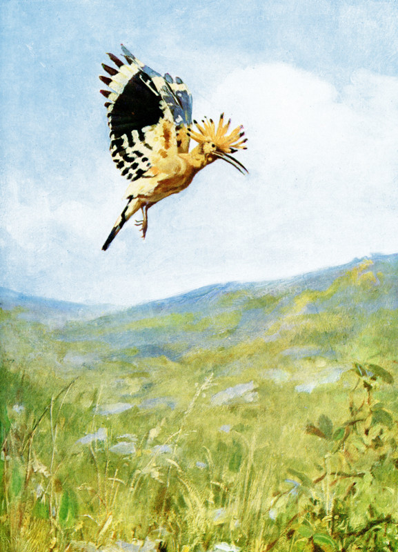 The caption for this 1917 image reads: “Hoopoe flying. This photograph displays the crest fully elevated, and likewise shows the beautifully banded colouration of the under surface of the wing, as well as the position of the wings in flight.”.