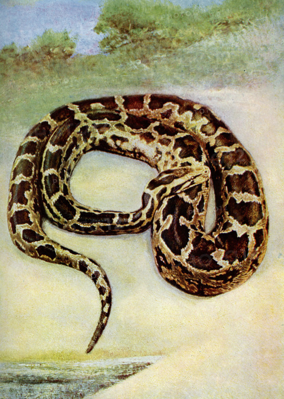 West African Python This splendid snake is said to grow to lengths of over 20 feet although such giants are only occasionally met with.