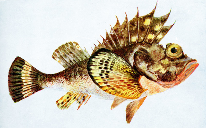 The caption for this 1917 image reads: “Freemantle Devil-Fish or Armed Gurnard.  An Australian representative of the Gurnard & Bull-head family, having spines which can inflict exceedingly painful wounds.”.