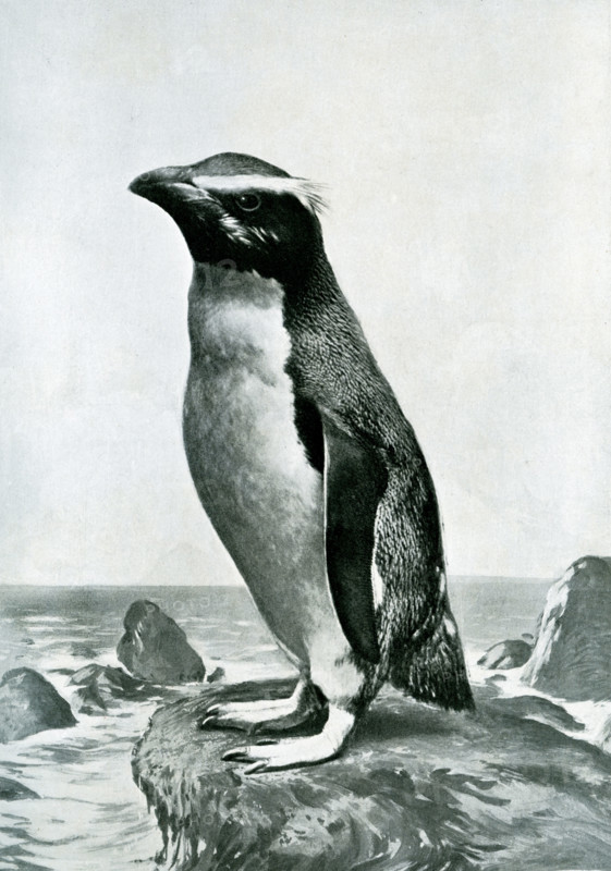 Rock Hopper Penguijn - The name rock-hopper is given in allusion to habit of hopping over boulders of rock.