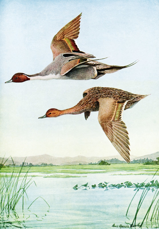 The 1917 caption reads: Pintail Dafila acuta (Linnaeus). The top is a male pintail duck; the bottom is a female. The illustrator is Louis Agassiz Fuertes, Fuertes (1874-1927), an American ornithologist, illustrator and artist who set the rigorous and current-day standards for ornithological art and naturalist depiction. He is considered one of the most prolific American bird artists, second only to his guiding professional predecessor John James Audubon.