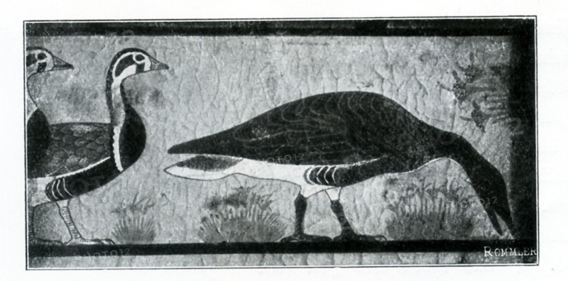 This illustration of a painting on a tomb wall in Meidum shows three geese. The time period is Dynasty 4, the reign of Snefru (c. 2575-2551 B.C.). wall in the tomb chapel of Itet, the wife of the vizier Nefermaat, and likely the daughter-in-law of Snefru. As members of the royal family, the pair was granted a large mastaba tomb close to the pyramid of the king and could employ the most sought-after artists of the day to help in its decoration. The geese were depicted below a scene showing men trapping birds in a clap net and offering them to the tomb’s owner. While it is not uncommon to find scenes of fowling in the marshes in Old Kingdom tombs, this example is one of the earliest and is notable for the extraordinary quality of the painting. The artist took great care in rendering the colors and textures of the birds’ feathers and even included serrated bills on the two geese bending to graze. The illustration is credited to the Belgium art historian Jean Capart (1877-1947) and  Emil R...