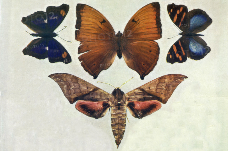 Specimens of Butterflies