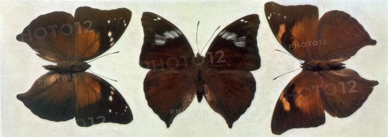 Specimens of Butterflies