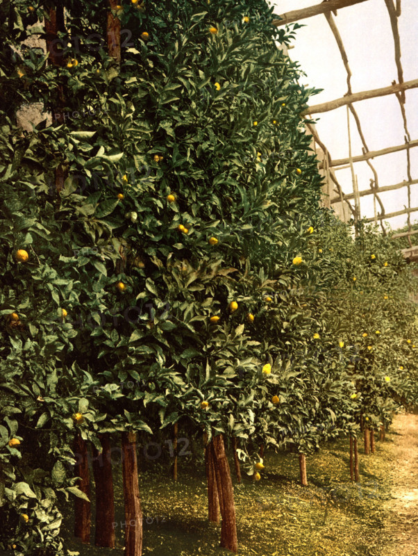 A Lemon Tree