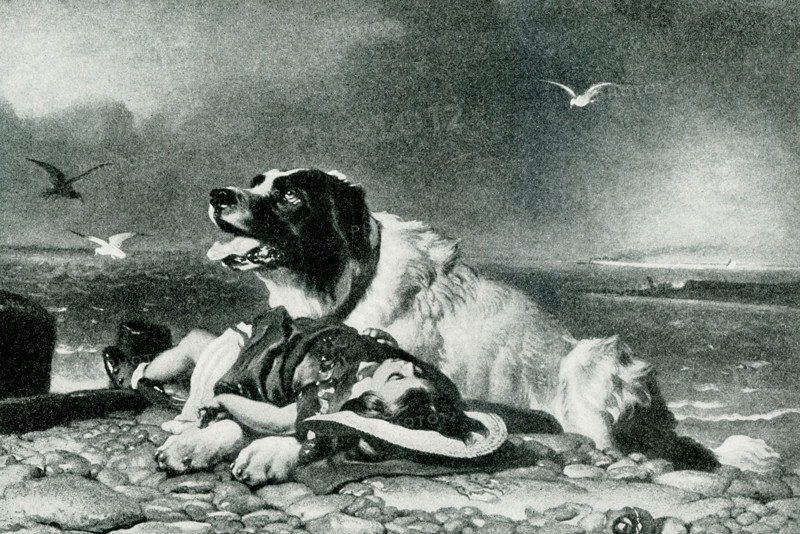 The 1903 caption reads"" Saved - from a painting by Landseer 1802-1873."" Landseer was an English painter and sculptor, well known for his paintings of animals - particularly horses, dogs, and stags. However, his best-known works are the lion sculptures at the base of Nelson's Column in Trafalgar Square.