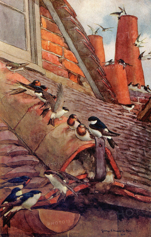 Swallows and Martins