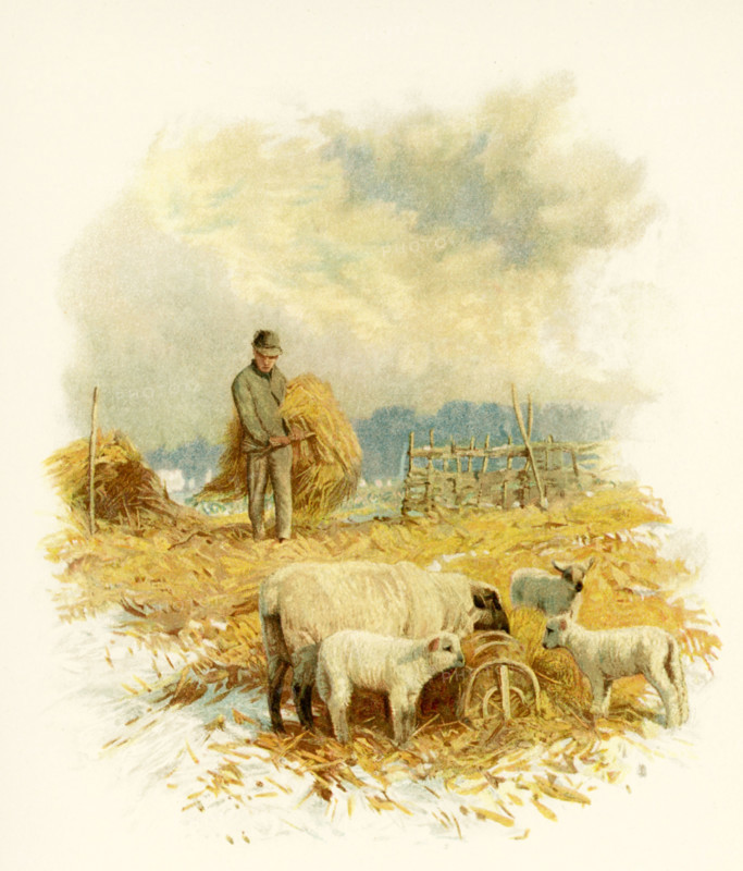 The caption for this illustration reads: While the earth remaineth, seed-time and harvest, and cold and heat, and summer and winter, and day and night shall not cease. The scene shows a farmer with his hay bales and sheep feeding on the hay. It accompanied Phillips Brooks's Poems.  Brooks was an Episcopalian minister in Boston in the late 1800s.