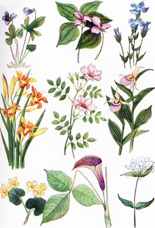 The illustration shown here dates to 1922. Pictured here are North American Wildflowers: from left to right, top to botton:  1. Violet, 2. Wake Robin, 3 Fringed gentian, 4. Day lily, 5. Smooth rose, 6. Lady's slipper, 7. Marsh marigold, 8. Jack in the pulpit, 9. Phlox.