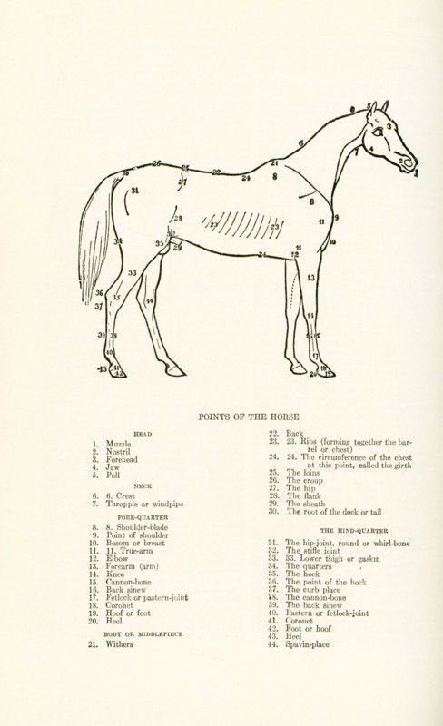 Points of the Horse. Head: 1. muzzle, 2. nostril, 3. forehead, 4. jaw, 5. poll; Neck: 6.6. crest, 7. thropple or windpipe; FORE-QUARTER: 8.8. shoulder blade, 9. point of shoulder, 10l. bosom or breast, 11.  11. true-arm, 12. elbow, 13. forearm (arm), 14. knee, 15. cannon-bone, 16. back sinew, 17. fetlock or pastern-joint, 18. coronet, 19. hopof or foot, 20. heel; BODY OR MIDDLEPIECE, 21. wiothers, 22. back, 23 23. ribs (forming together the barrel or chect, 24.24 the circumference of the chest at this point, called the girth, 25. the loins, 26.the croup, 27. the hip, 28. the flank, 29. the sheath, 30. the root of the dock or tail,; THE HIND-QUARTER: 31. the hip-joint, round or whirl-bone, 32. THE STIFLE JOINT, 33.33. lower thigh or gaskin, 34. the quarters, 35. the hock, 36. the point of the hock, 37. the curb place, 38. the cannon-bone, 39. the back sinew, 40. pastern or fetlock-joint, 41. coronet, 42. foot or hoof, 43. heel, 44. spavin-place.