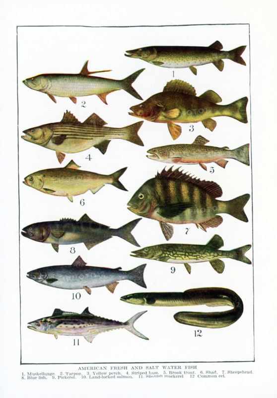 American Fresh and Salt Water Fish. 1. Muskellunge, 2. Tarpon, 3. Yellow perch, 4. Striped bass, 5. Brook trout, 6. Shad, 7. Sheepshead, 8. Blue fish, 9. Pickerel, 10. Land-locked salmon, 11. Spanish mackerel, 12. Common eel. This illustration dates to the 1920s.