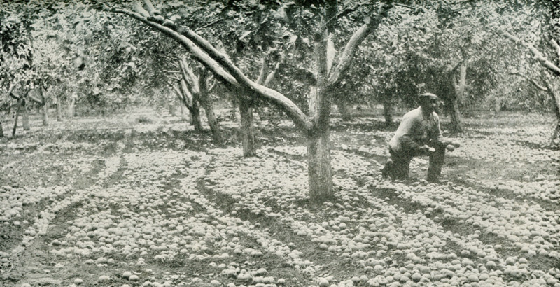 This photo dates to the early 1920s. Its caption reads:  Apple Orchard, North Yakima, Washington. This district is famous for producing the largest crops of fine apples in the world.