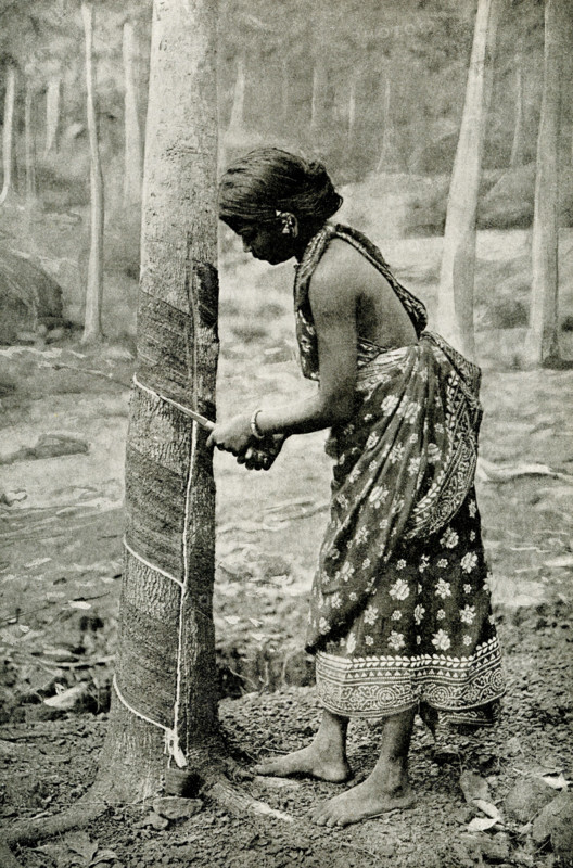 The caption for this 1912 image reads: Drawing milk from a tree to make rubber. Here we see a native girl tapping a rubber tree in Ceylon. Holes or grooves are cut in the trunk of the tree, and in a few hours milky juice flows out and is caught in basins or tins. A good tree yields about 20 gallons of juice in a season, producing 40 pounds of rubber. The juice is called caoutchouc, which is a native American word.