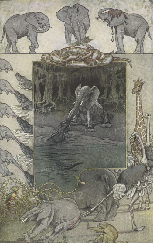 This 1912 image by J M Gleeson illustrates Kipling's The Elephant's Child tale: Originally the elephant had a short nose the size of a boot, flexible but useless for grasping things. One little elephant was insatiably inquisitive. He asked so many questions that all his relations spanked him. One day he asked: ""What does the Crocodile have for dinner?"" They all spanked him and told him to hush. Then he asked Kolokolo Bird, who told him to go the Limpopo River and find out. On the way there he met and asked the Bi-Colored-Python-Rock-Snake, who also spanked him. Then he came to the river and found the Crocodile, who told him to come and hear the whispered answer. When he came close, the Crocodile caught him by his nose and tried to pull him into the water. The Elephant's Child resisted, helped by the Bi-Colored-Python-Rock-Snake, but his nose was pulled out into a long trunk before the Crocodile let go. He found he could use it to swat flies, pick grass, and gather mud to cool his hea...