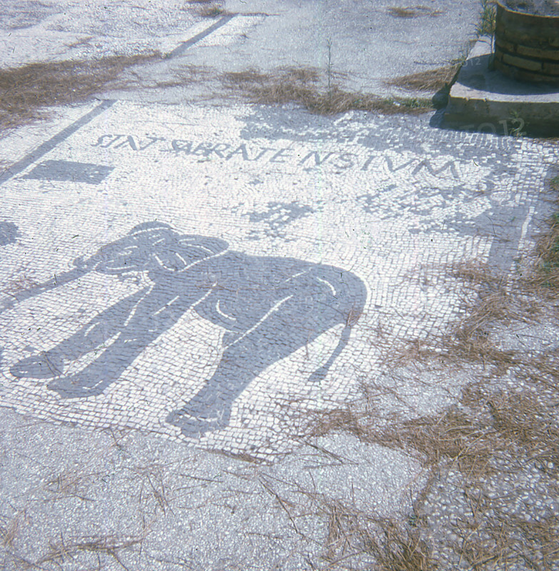 Ostia Antica, located at the mouth of the Tiber River, was the port city of ancient Rome. Uncovered there are mosaics that acted as ""storefront signs"" for commercial businesses, mostly shipping, grain merchants, from around the Mediterranean. The inscription as well as the elephant show that merchants from Sabrata (in Libya) traded in wild animals and/or ivory. Today, this area is called the Square of the Corporations It was the main center for commerce and trade for the Roman Empire mainly during the Age of Augustus (27 BC-31 AD). The photo dates to 1970 and the grass clippings were used to cover the mosaic from time to time to protect it from the sun.