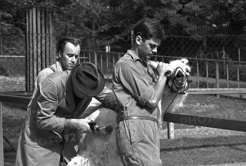 Zoo Zurich; animal keeper cropping lama; 1967.