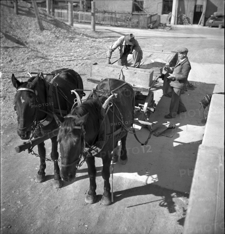 Frutigen, horses and cart; 1946.