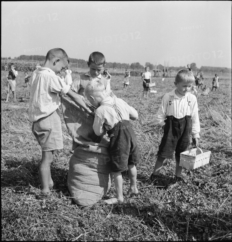 Schoolchildren gleaning; gleanings; 1941.