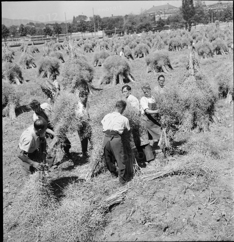 Rape field in the city centre; harvest; 1944.