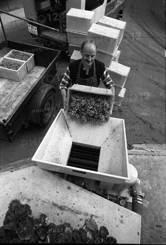 Epesses; grape harvest; 1971.