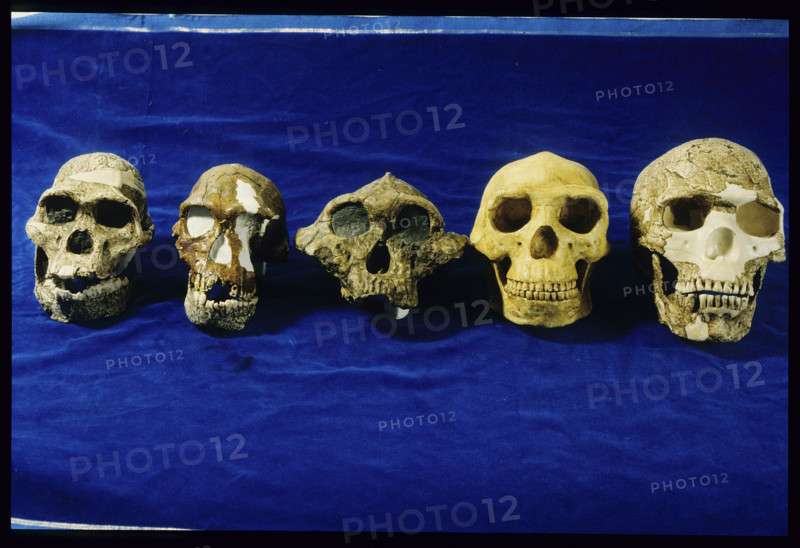 Different Skulls, National museum Kenya 1984