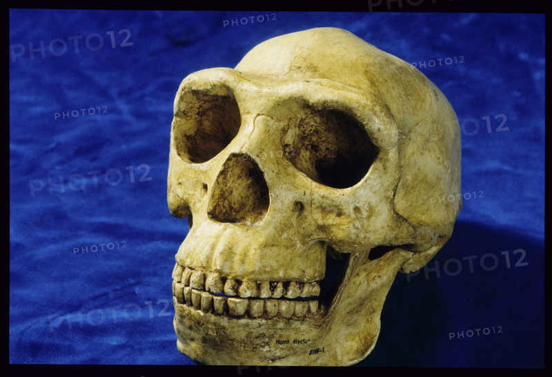 Skull of Home Erectus, National Museum of Kenya 1984