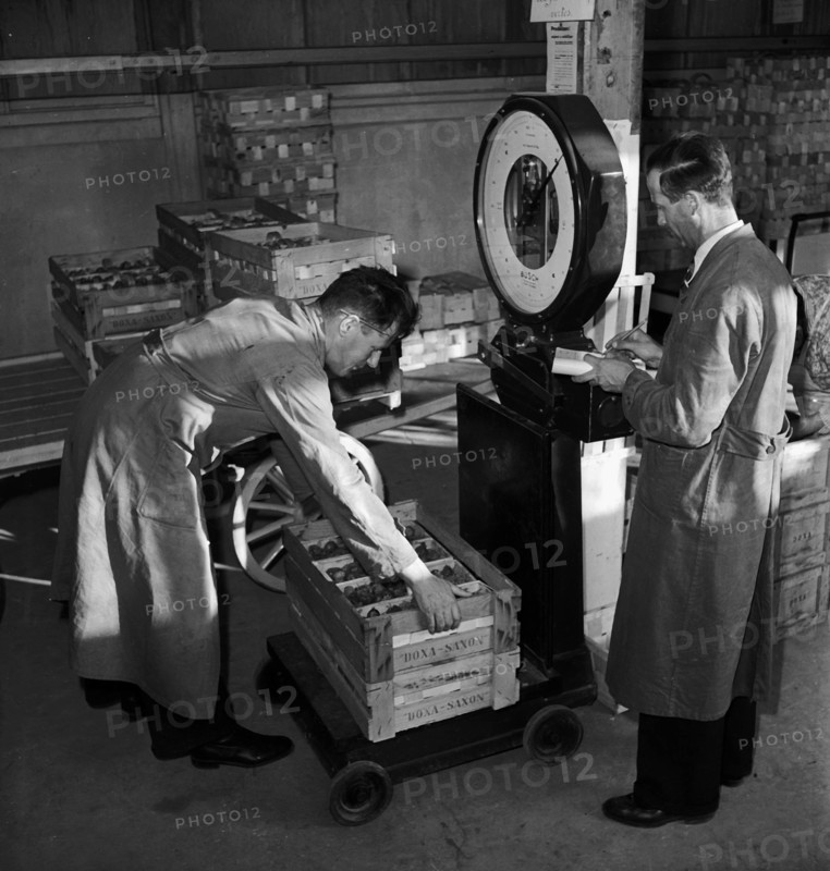 Weighing of crates with strawberries before loading them on a train, 1942.