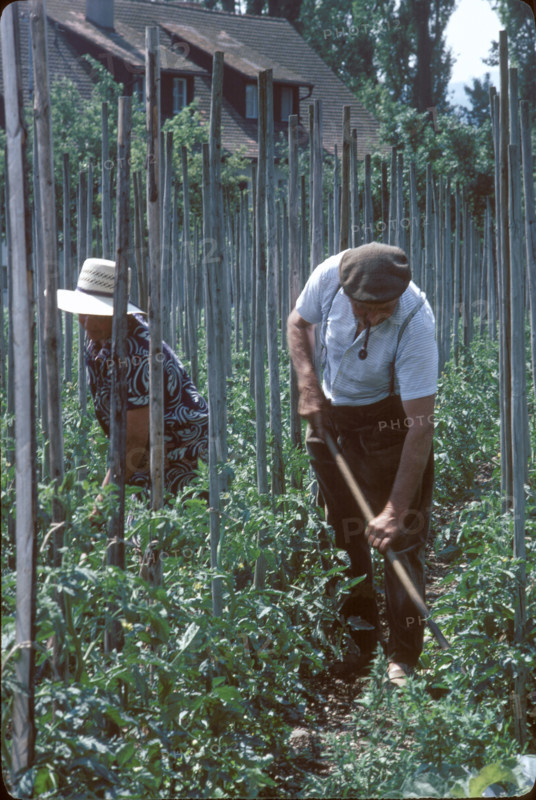 Tomato cultivation in canton Valais 1980.