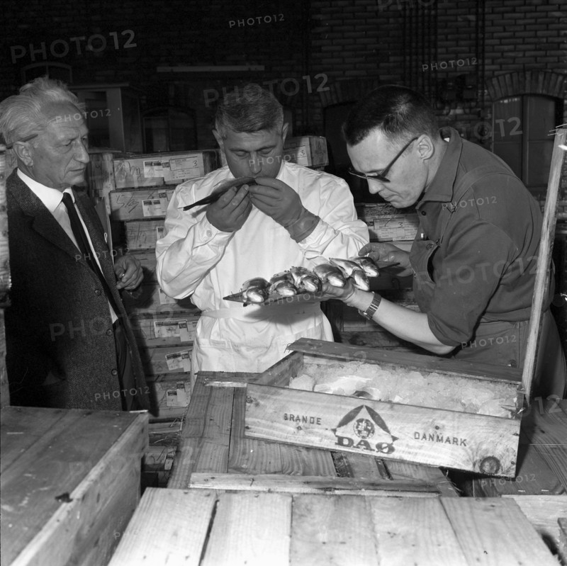 Basle, quality control of fish imported from Denmark at Swiss Border, 1966.