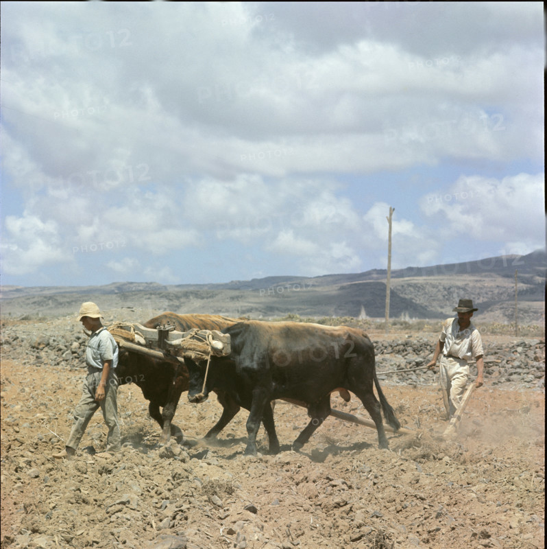 Farmer ploughing with oxen, Tenerife 1970.