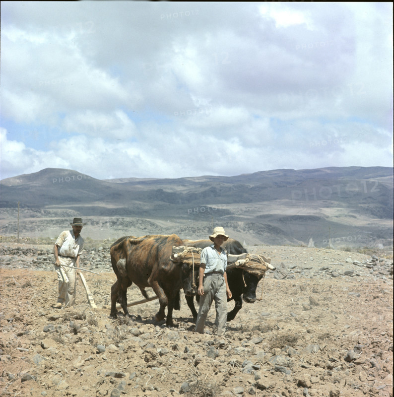 Farmer ploughing with oxen, Tenerife 1970.