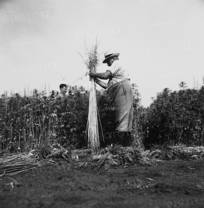 Farmer harvesting hemp 1942.