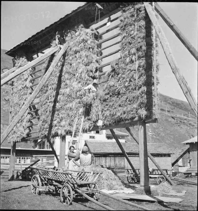 WW 2: grain crop, harvest in Tschamut 1941.