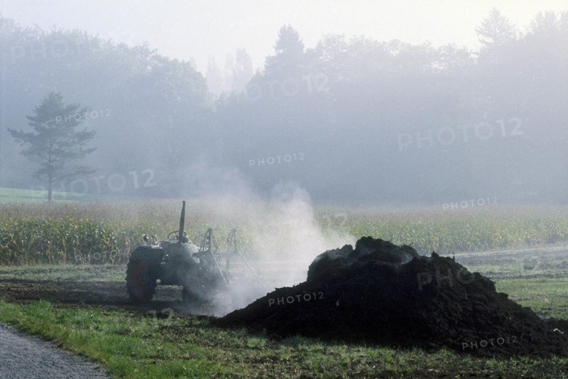 Manuring, dung being spread on a field.