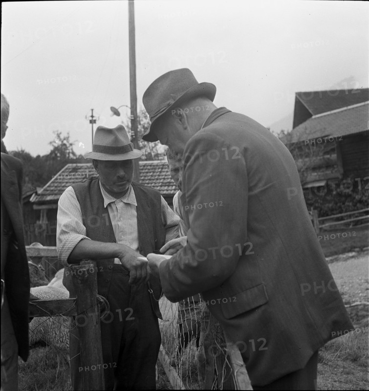 Separation of the sheep in autumn, 1941.