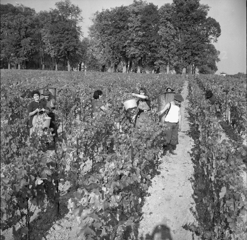 Winegrowers at grape gathering near Lake Geneva, 1962.