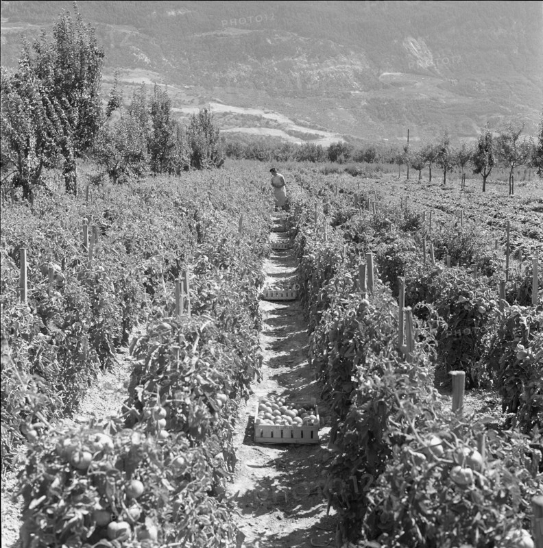Plantation of tomatoes, 1962.