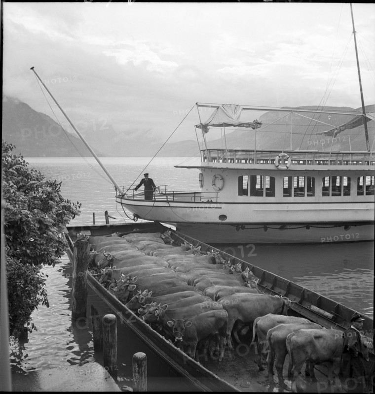Cattle transport on the Lake Lucerne, 1941.