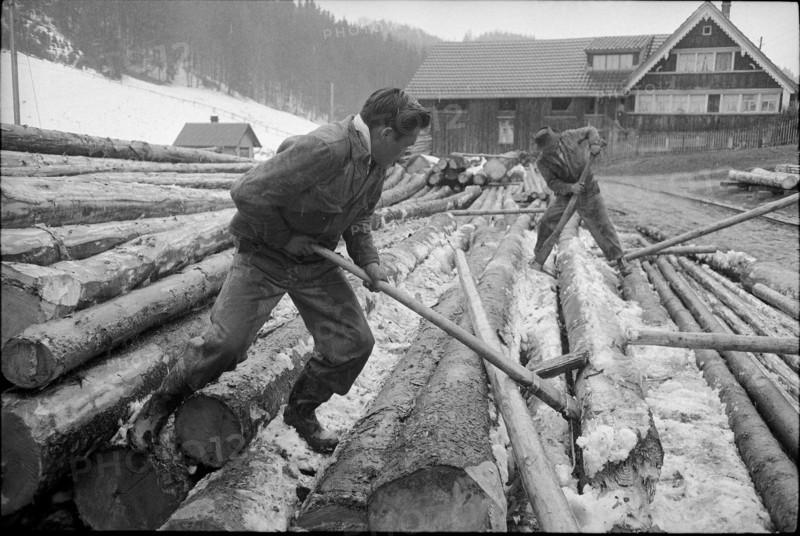 Tibetan men sorting tree trunks, Waldstatt 1962