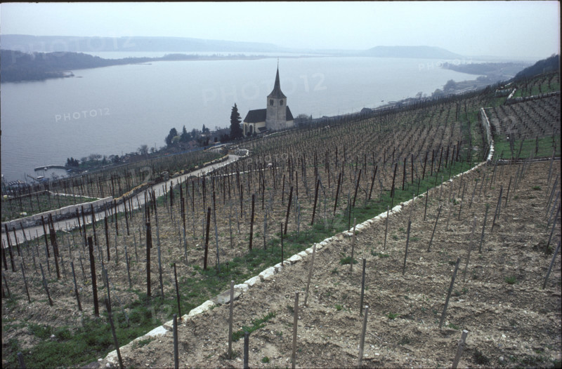 Vineyard near Ligerz 1983