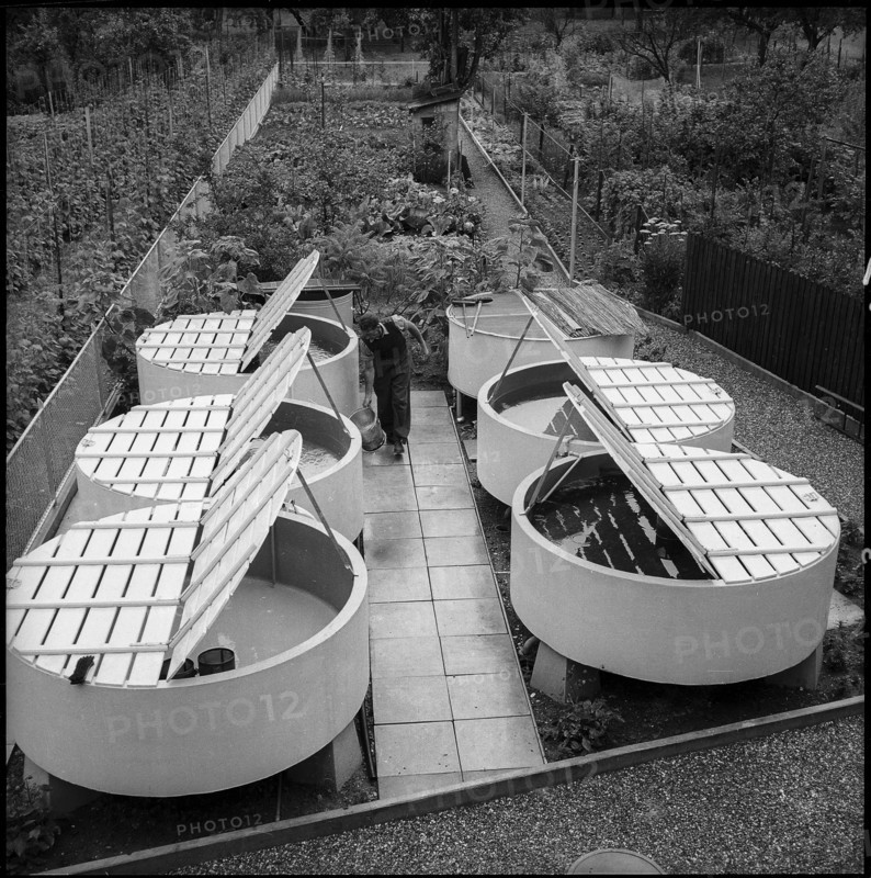 Fish brood institute Ermatingen, pilot plant 1956