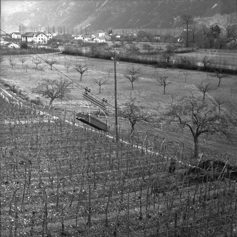 Aerial cableway in a vineyard near Saint-Léonard, 1961