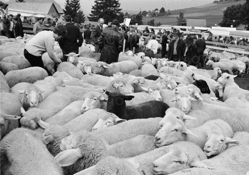 Separation of the sheep in autumn in Riffenmatt, 1970