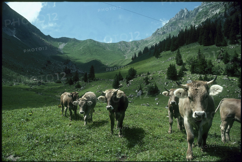 Cows on alpine pasture