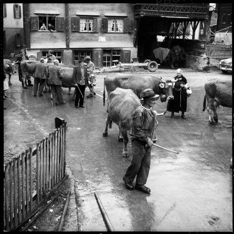 Cattle competitive exhibition in Küblis 1959