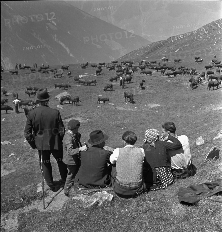 Farmers watch the cattle on the summer pastures, Valais 1942