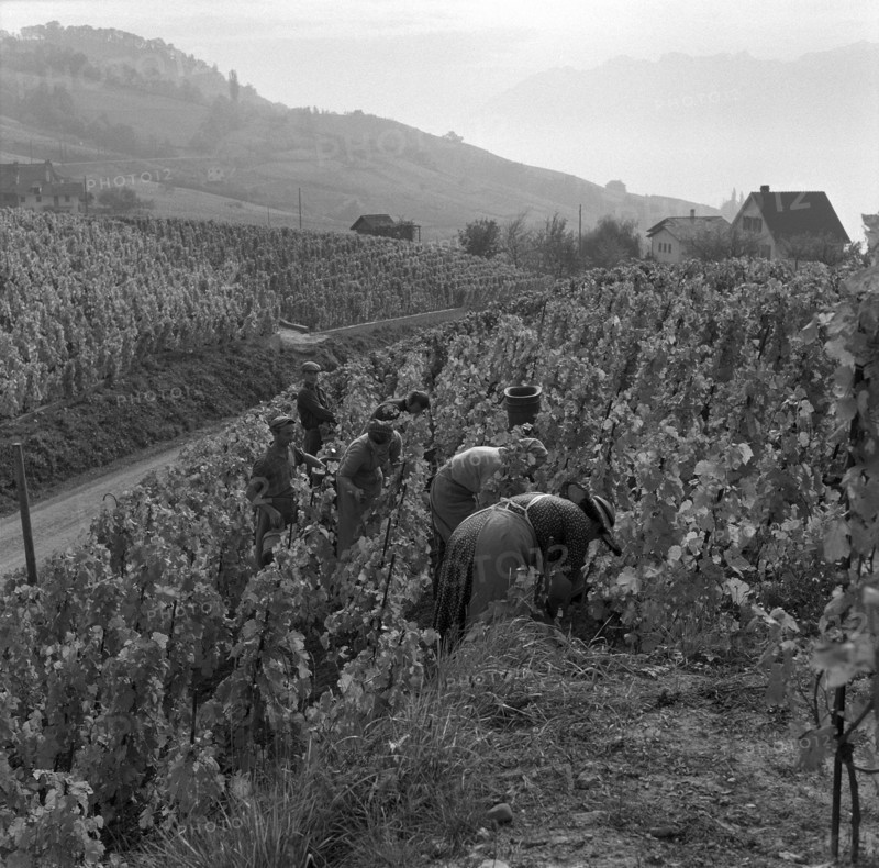 Vintage in Riex in the Lavaux, 1957