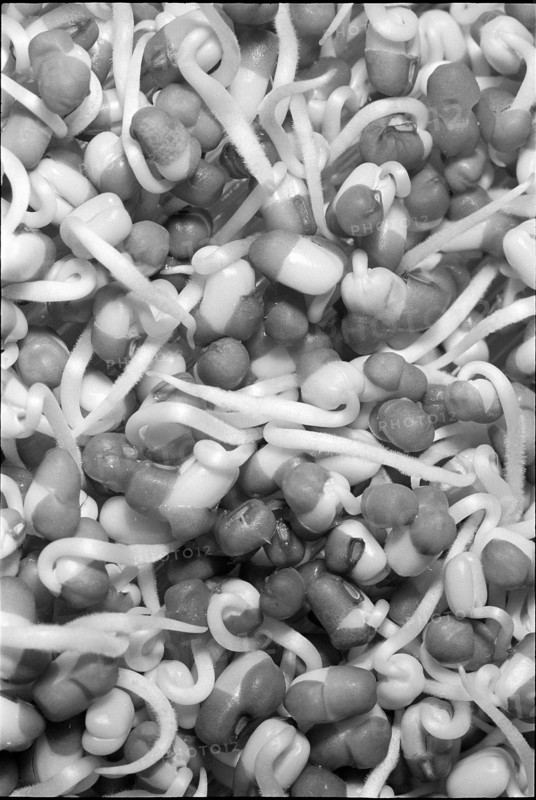 Wheat germ 1969