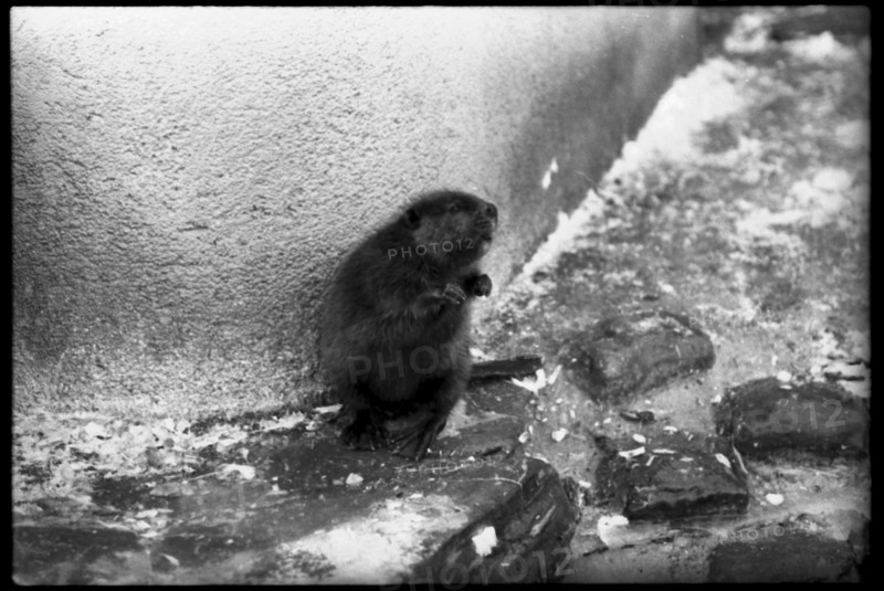 Beaver in the Zurich Zoo 1969